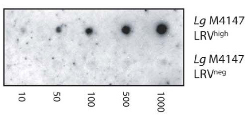 Figure 4. J2 antibody is used in dot blots to detect dsRNA from Leishmania RNA virus (LRV) in the Leishmania parasite L. guyanensis. A serial dilution of 1000 to 10 parasites from LRV-positive and negative control strains - Lg4147LRVhigh and LG4147LRVneg respectively - is shown. Picture taken from Zangger et al. (2013) PLoS Negl Trop Dis 7:e2006.